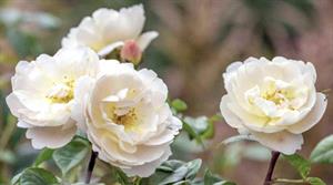 Sir David Beckham rose